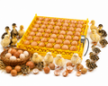 56 Egg Automatic Poultry Incubator Hatching Machine